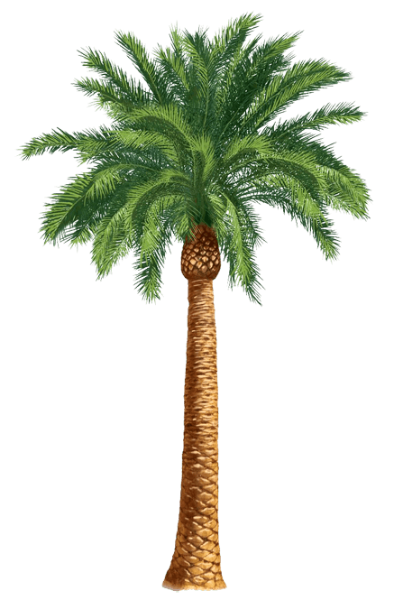 Just Palm Tree