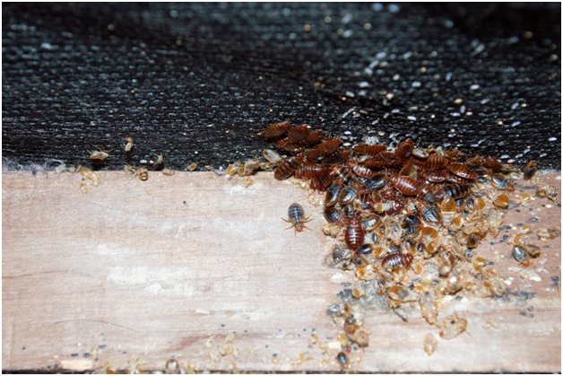 Bed Bug Furniture Removal FL