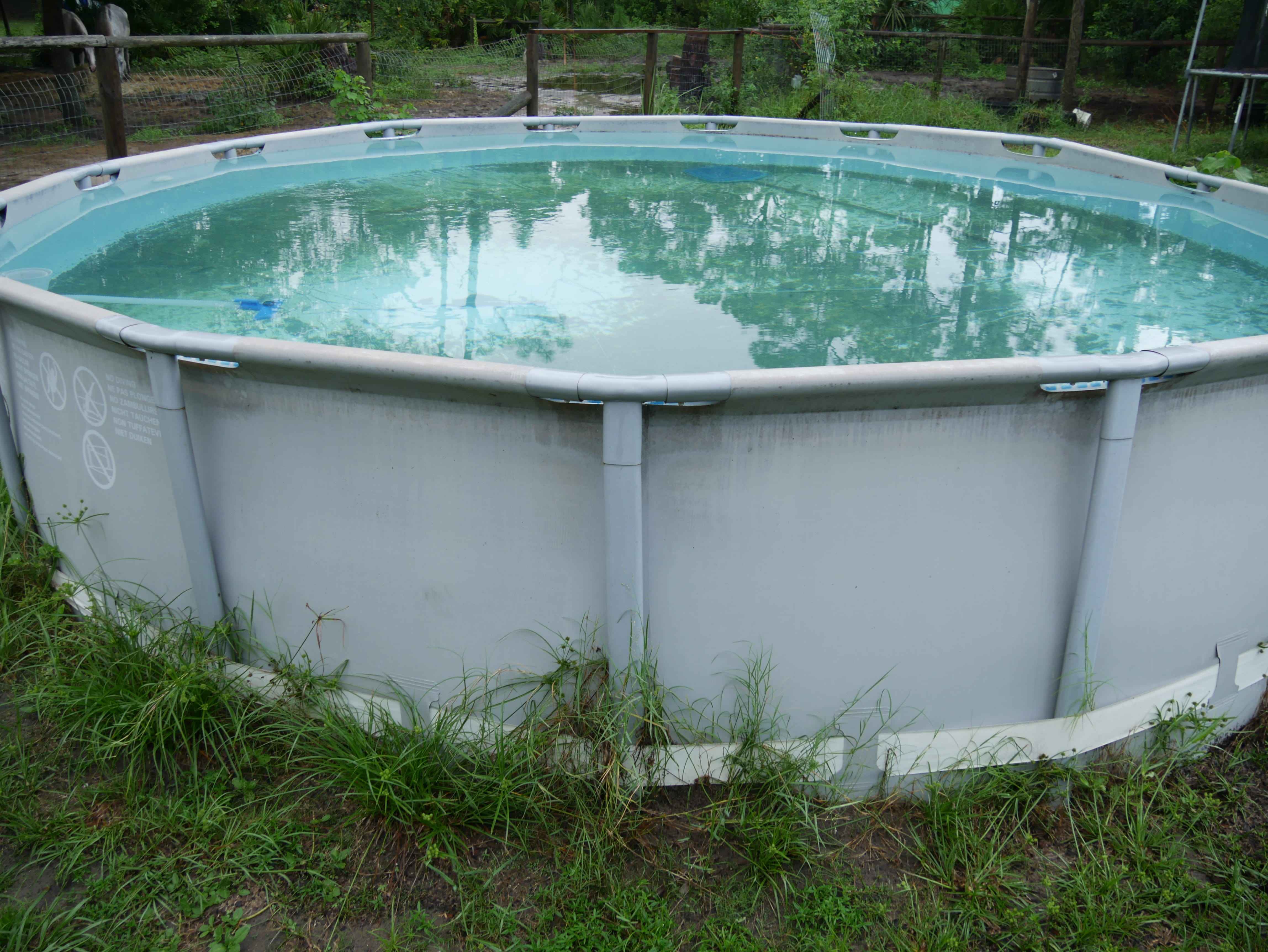 Above-Ground Pool Junking in Oldsmar