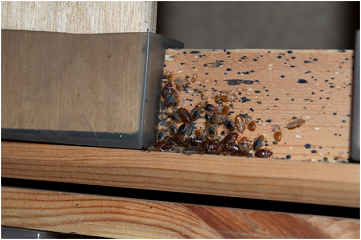 Disposing of Bed Bug Infested Furniture